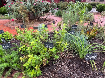 herbs growing 2025 pic 2   Copy